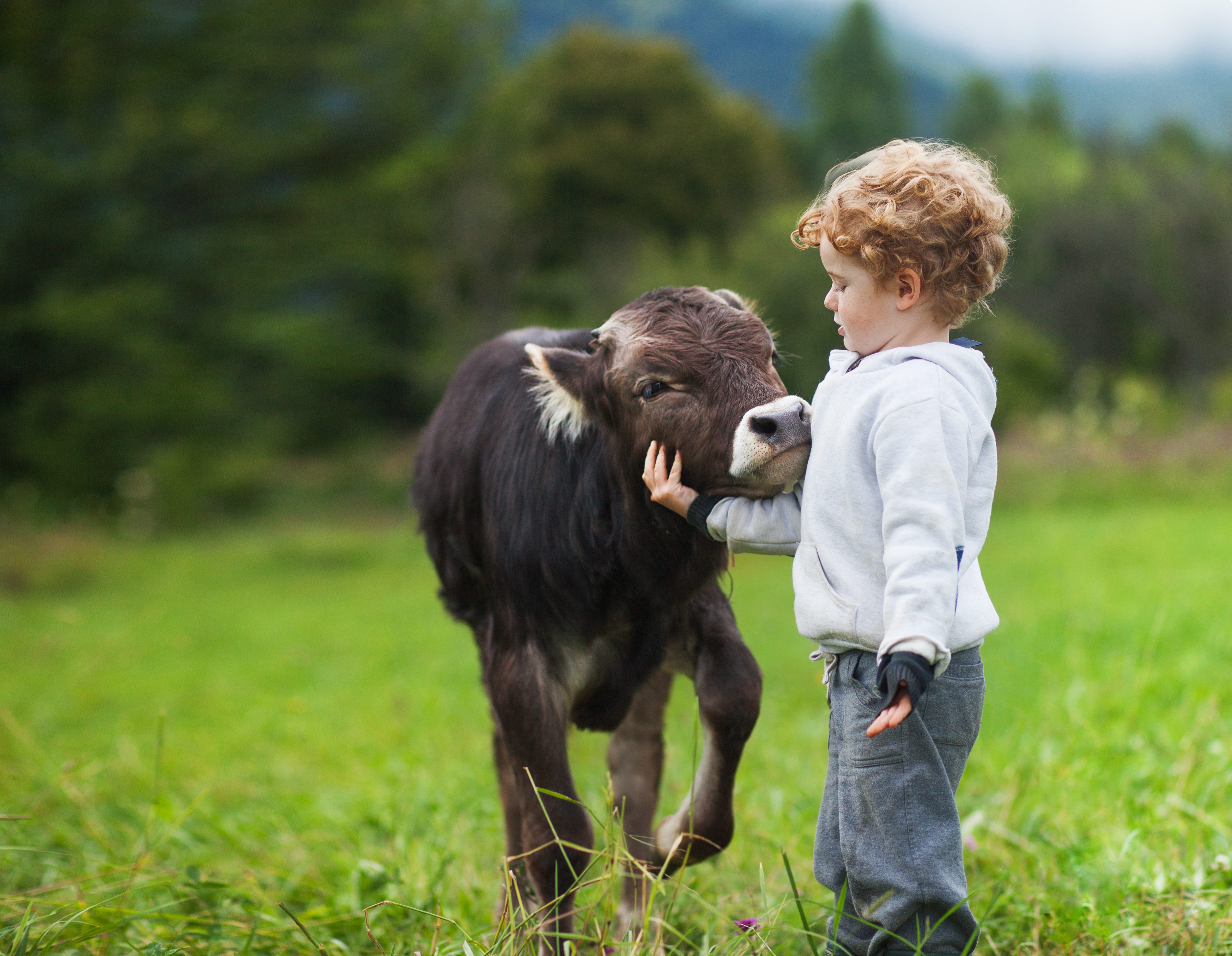 Foto: Elena Sherengovskaya/Shutterstock pojke och kalv på fältet, lockigt hår, Brown bull, vit kaukasiska ansikte, våren sommarmorgon, grön bakgrund