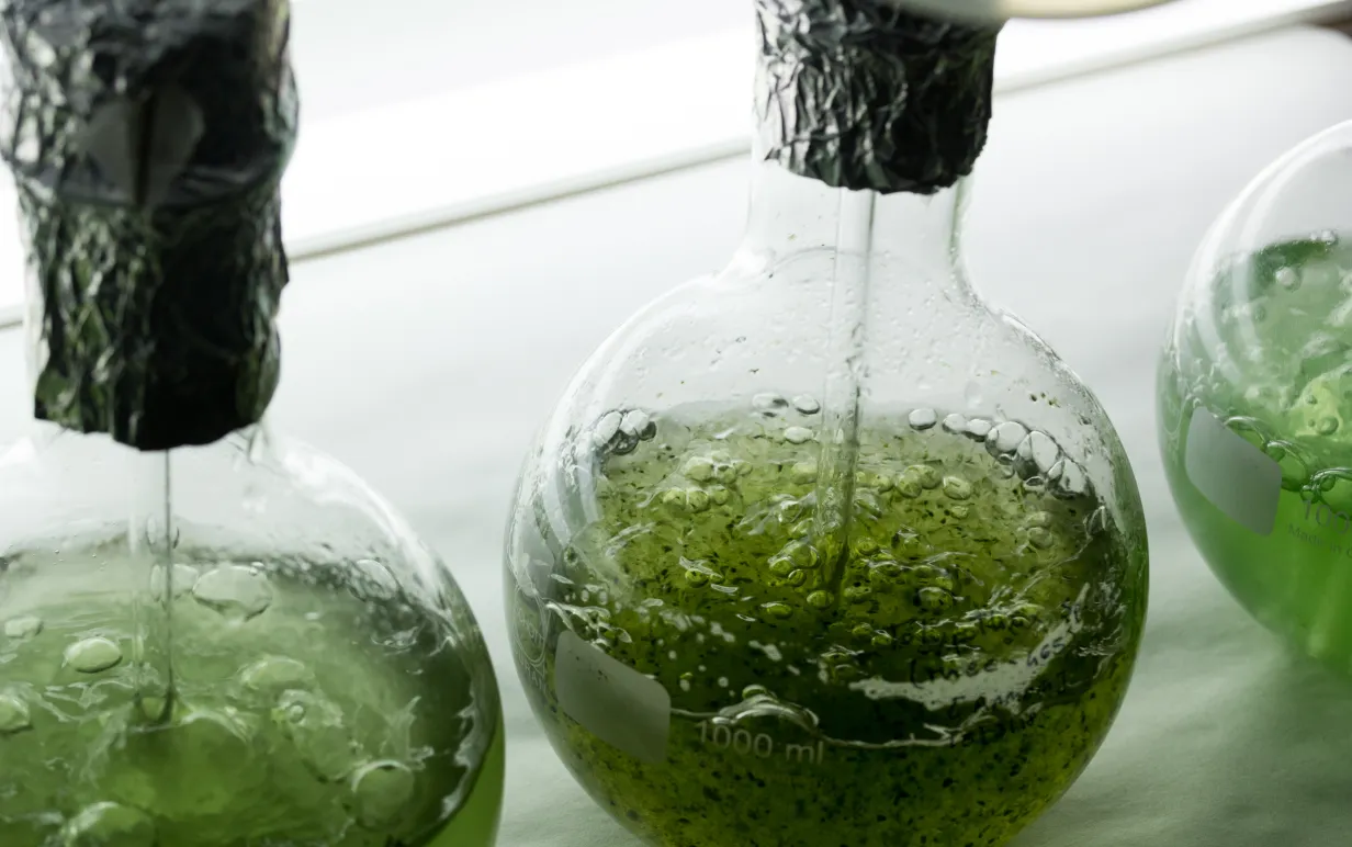 Flaskor fyllda med mikroalger