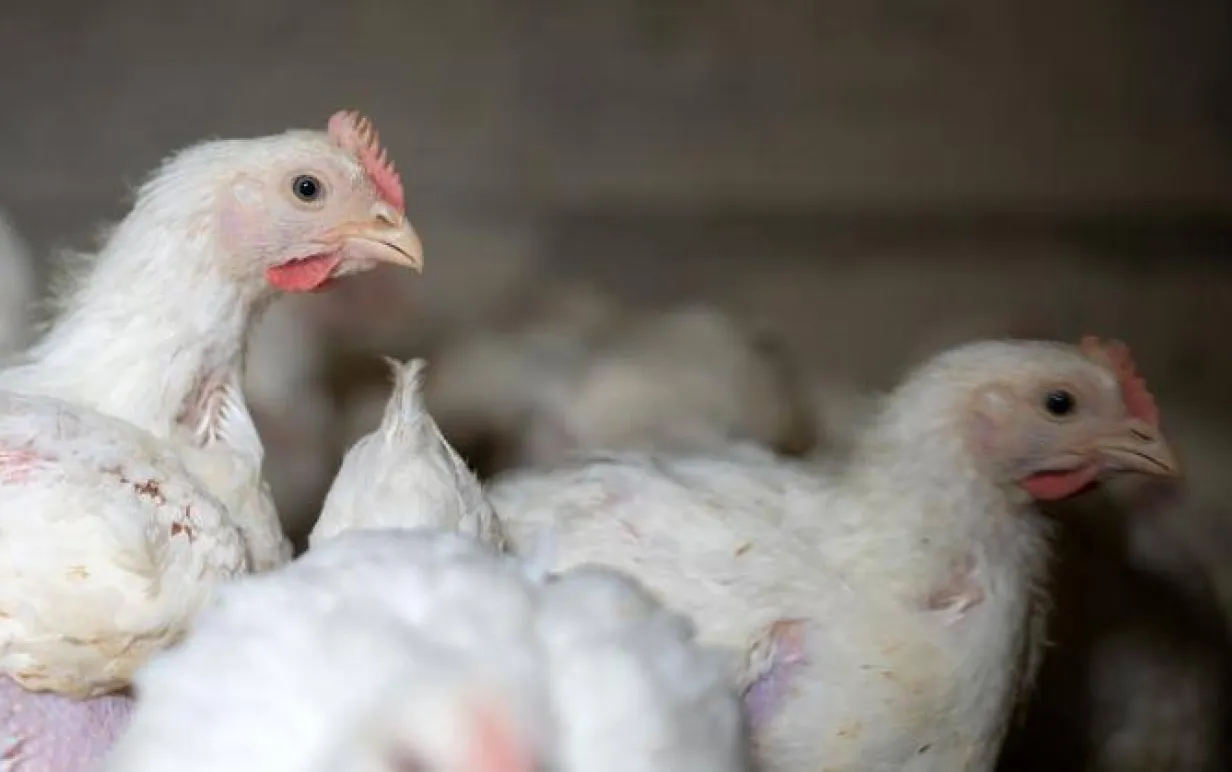 kycklingar i fabrtik