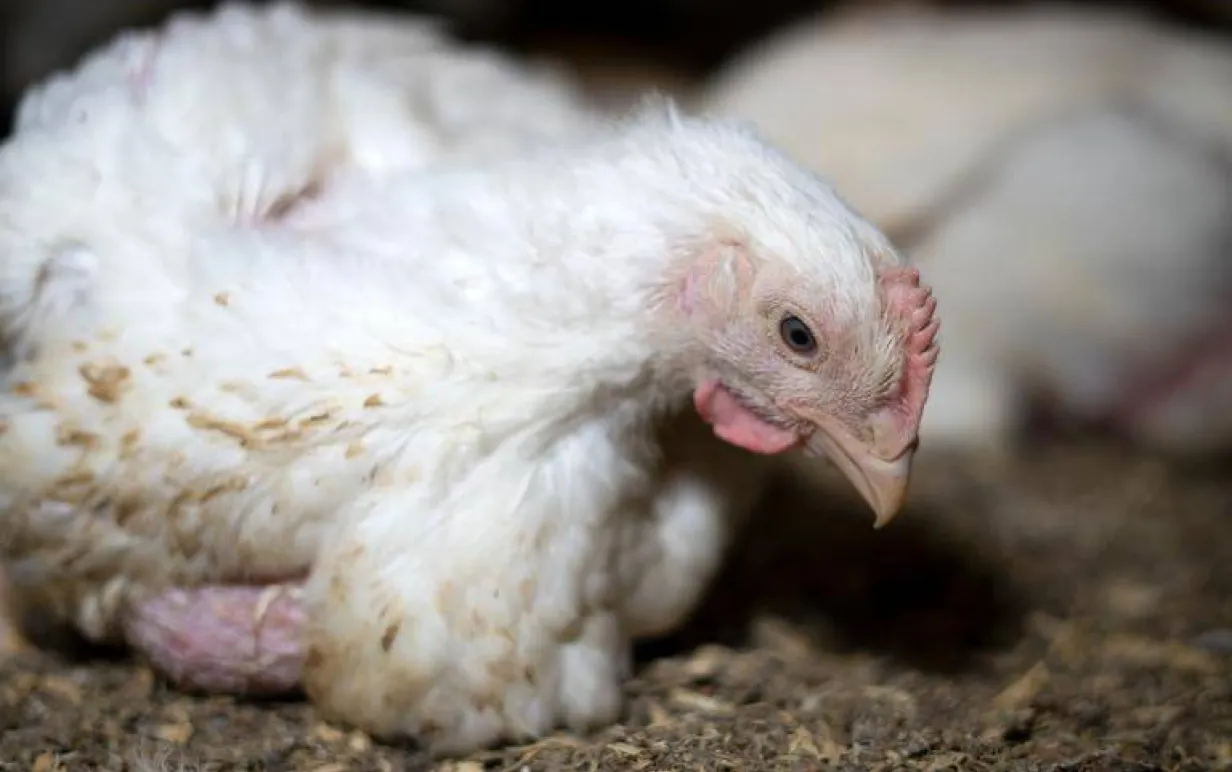 kyckling i fabrik