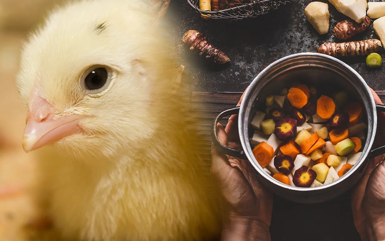 Bild på ensam kyckling övertonad till bild på matlagningsbild med rotfruktssopppa.