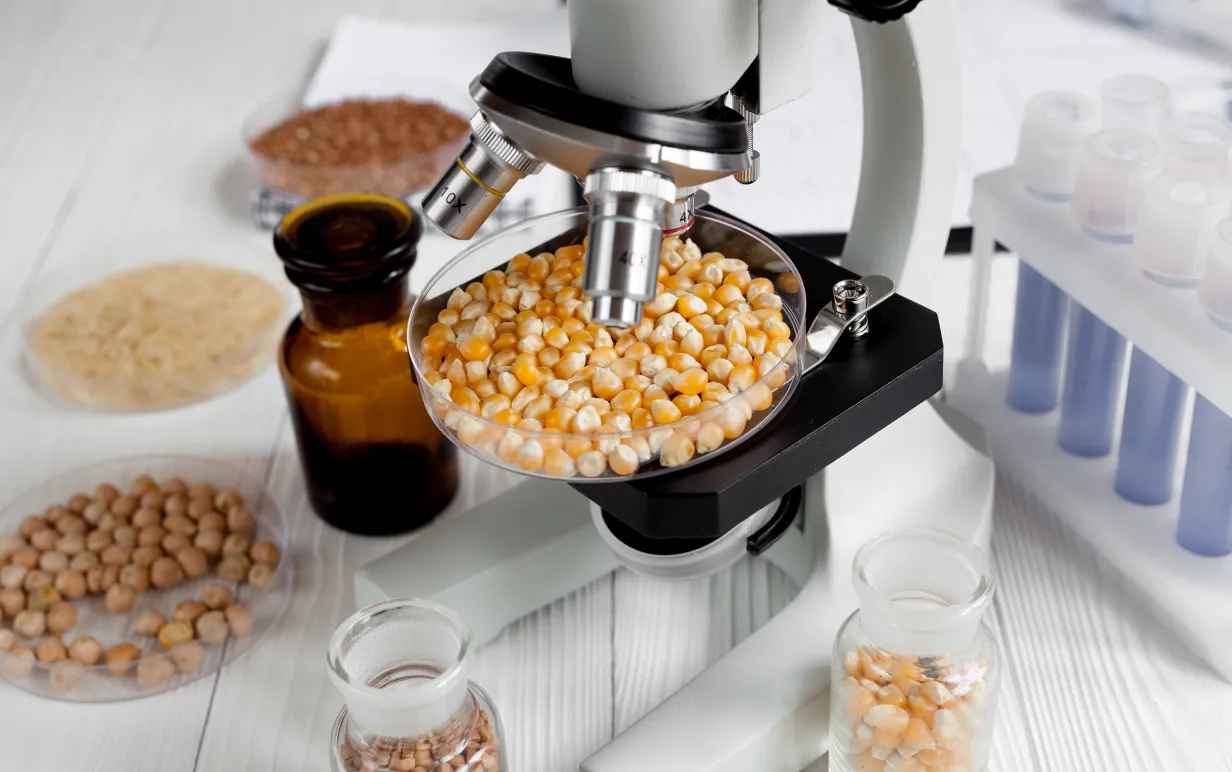 Torkad majs i petriskål under mikroskåp, med andra torkade vegetabiliska livsmedel runt omkring.