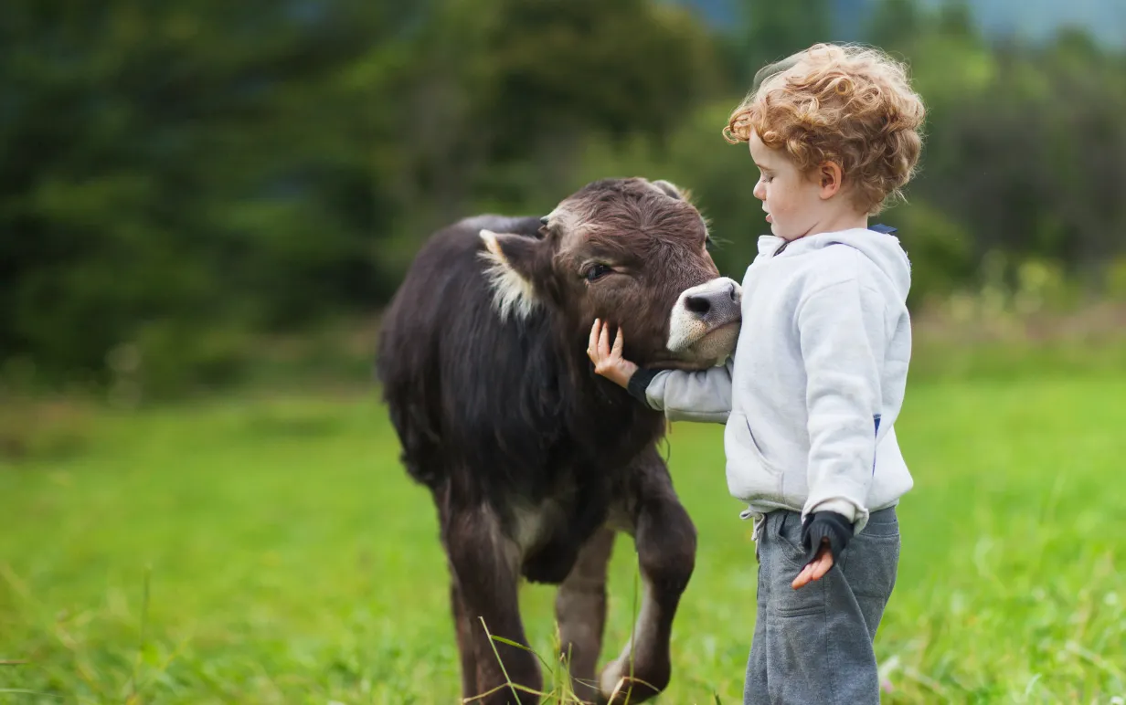 pojke och kalv på fältet, lockigt hår, Brown bull, vit kaukasiska ansikte, våren sommarmorgon, grön bakgrund
