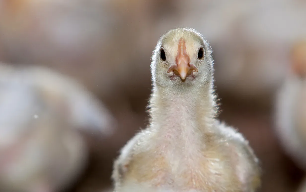 Fokus på en kyckling med massor av suddiga kycklingar i bakgrunden
