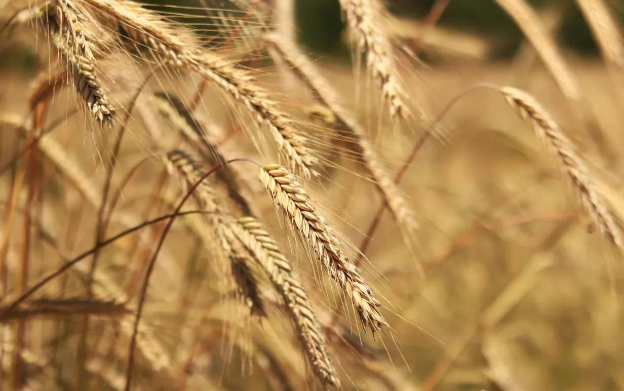 Ears of rye close up with selective focus. Grain ripening on the field. Field of rye. Agriculture. Rural landscape. Concept of growing grain harvest