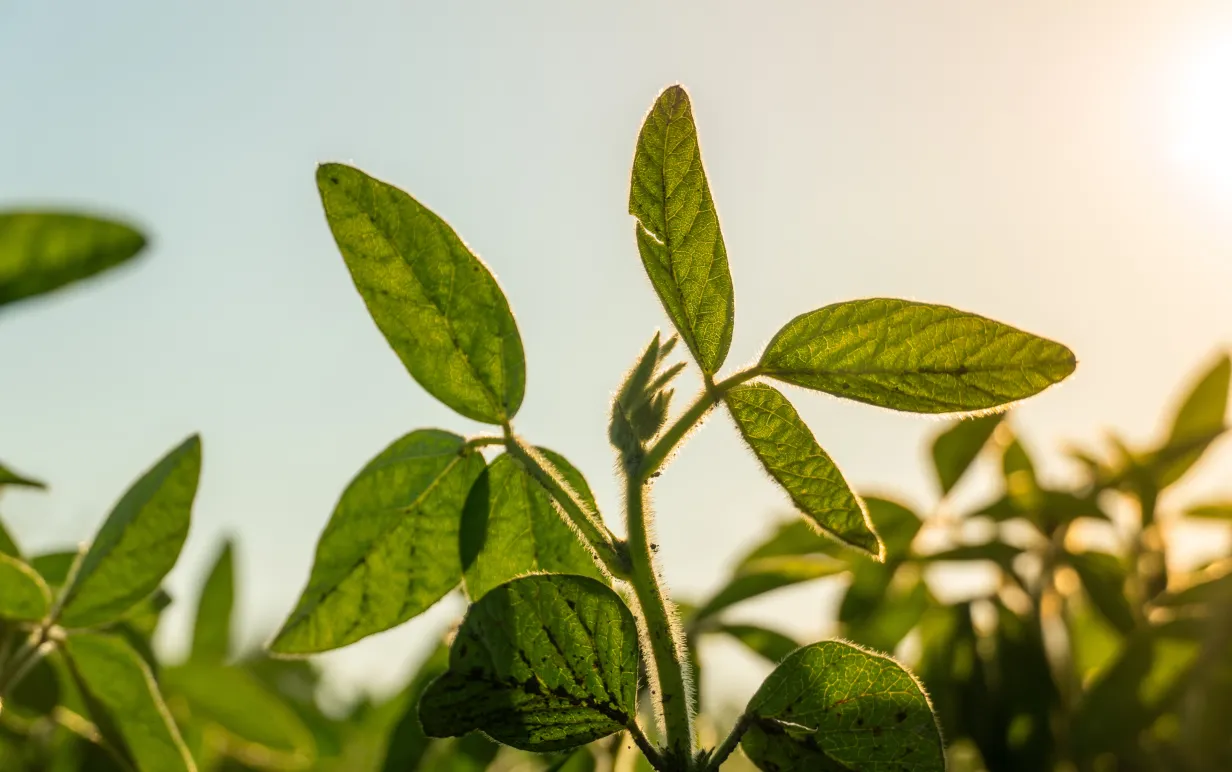 Rader av levande gröna sojaväxter trivs under den varma solen i ett expansivt fält på en gård, vilket symboliserar jordbrukstillväxt och framtida skördar i en lugn miljö