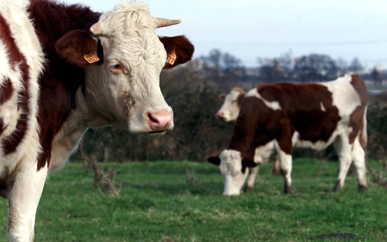 Ko i livsmedelsindustrin som betar på ett fält nära Chalon-sur-Saône, Frankrike.