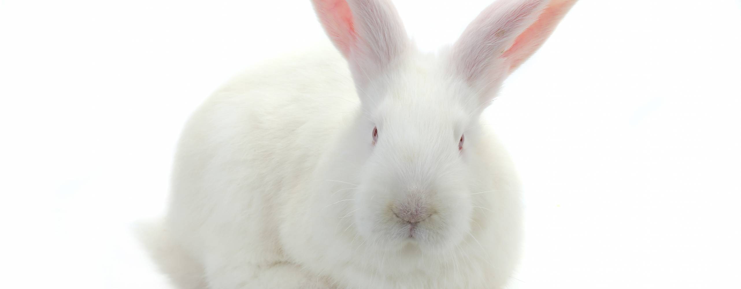 Bild på vit kanin