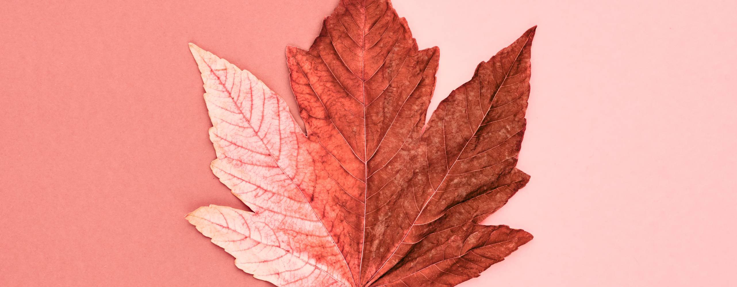röd/rosa löv på röd/rosa bakgrund