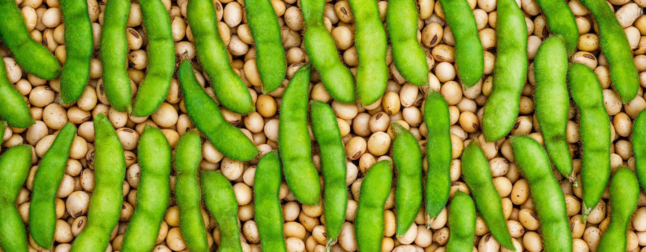 Färska och torkade sojabönor