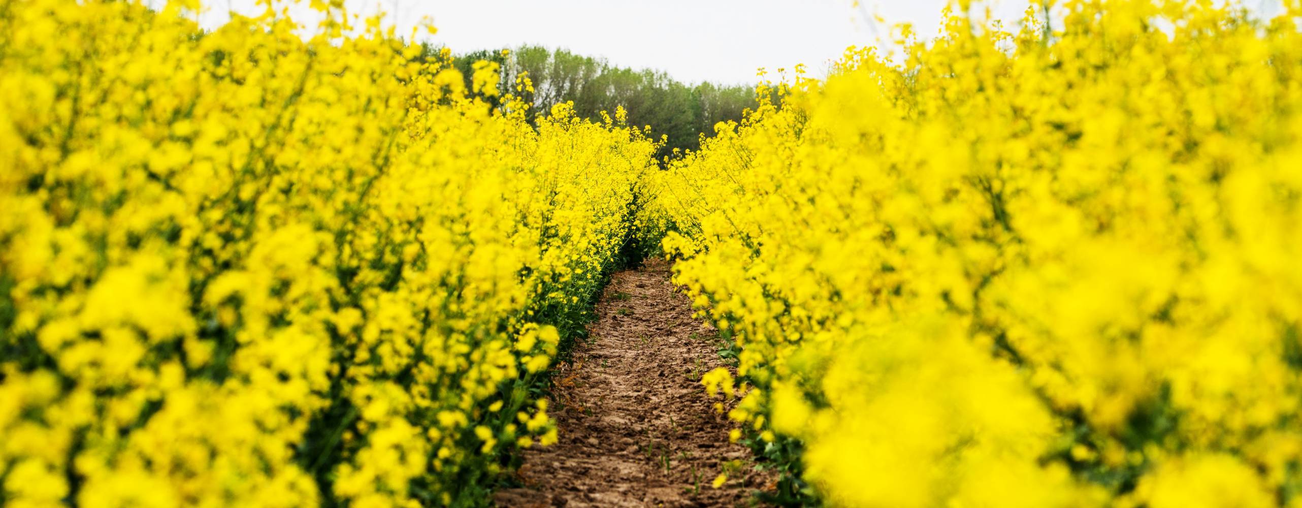 En bolmande stig på en rapsfält