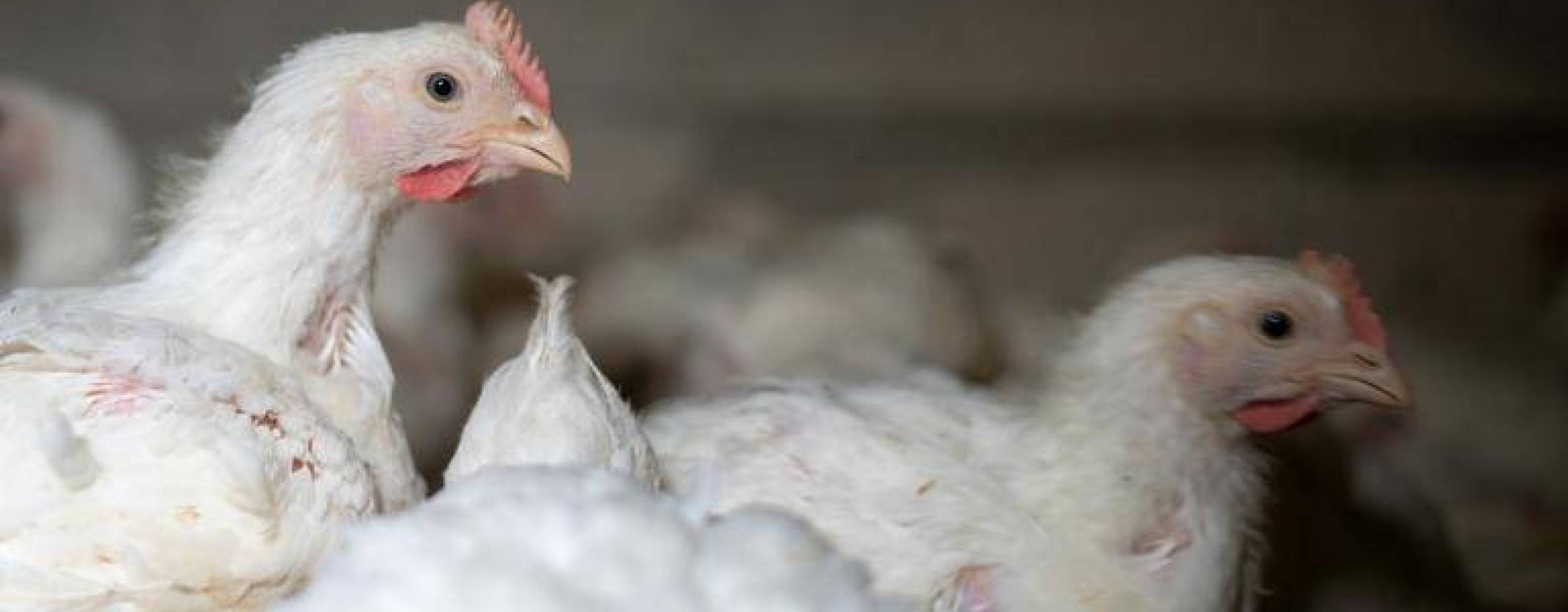 kycklingar i fabrtik