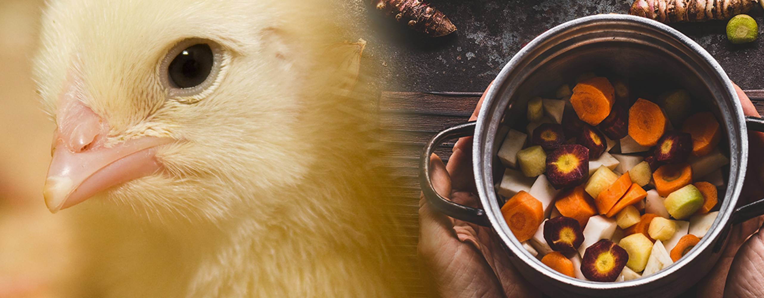 Bild på ensam kyckling övertonad till bild på matlagningsbild med rotfruktssopppa.