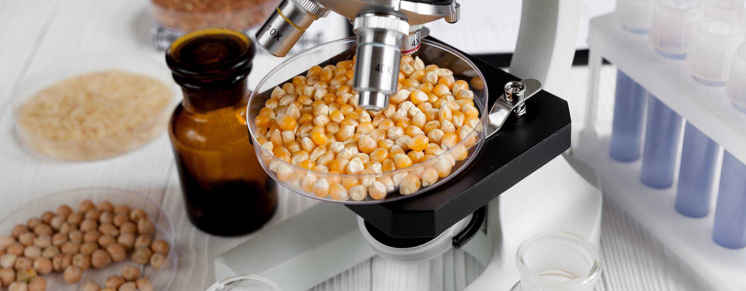 Torkad majs i petriskål under mikroskåp, med andra torkade vegetabiliska livsmedel runt omkring.