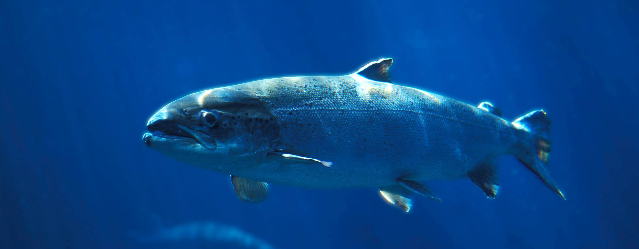 En ensam Atlantisk Lax i ett blått hav.