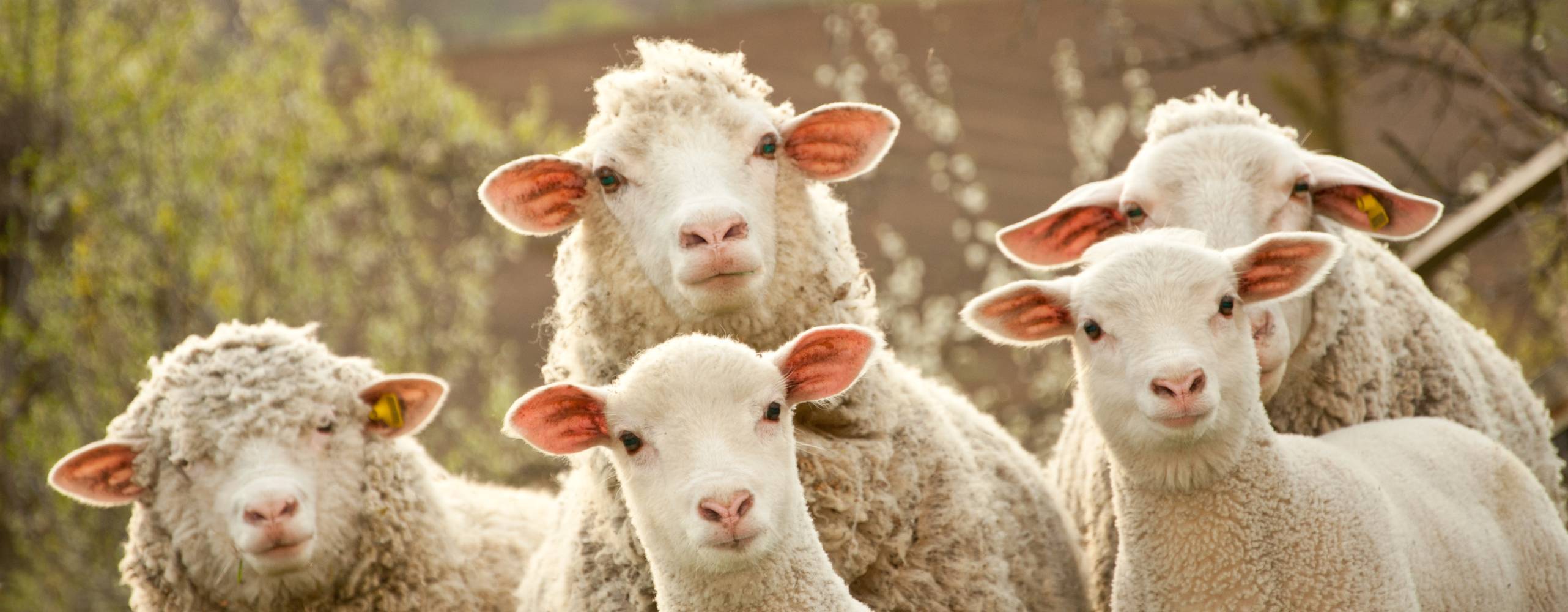 får inom en mob tur att kolla in fotografen