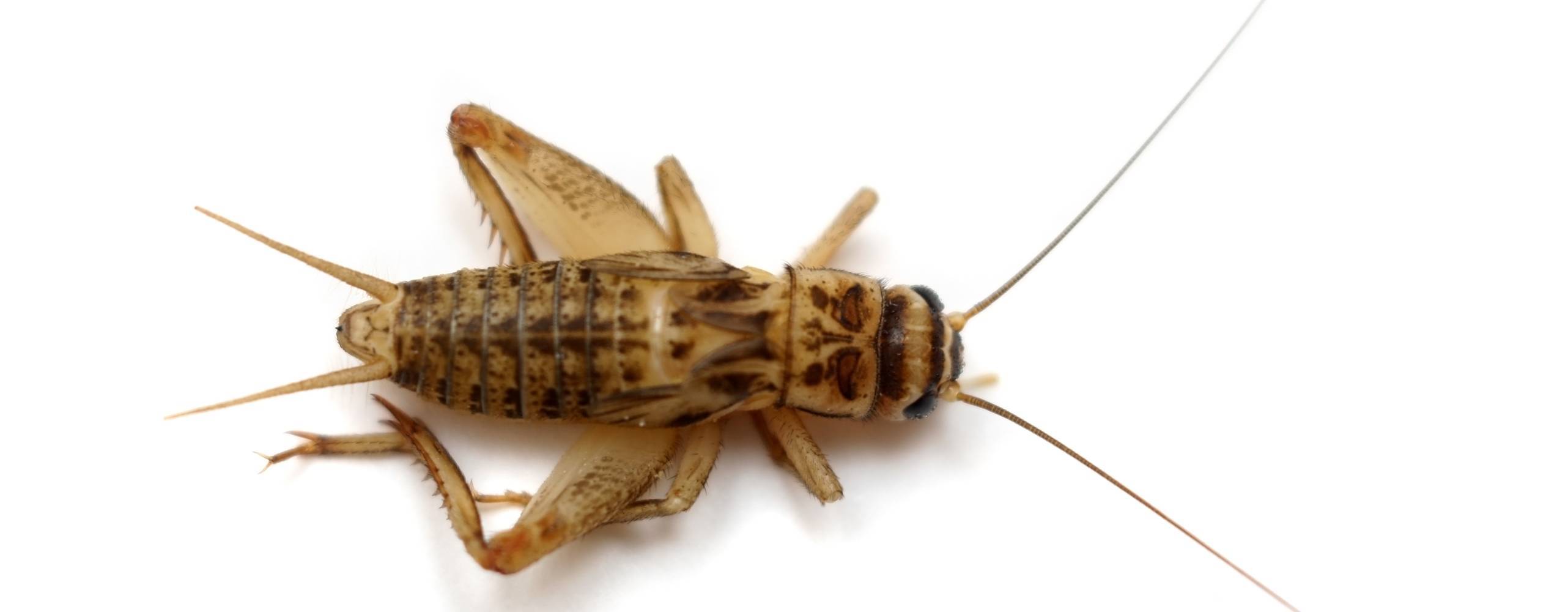 Den vanliga hussyrsan (Acheta domesticus) isolerad på vitt