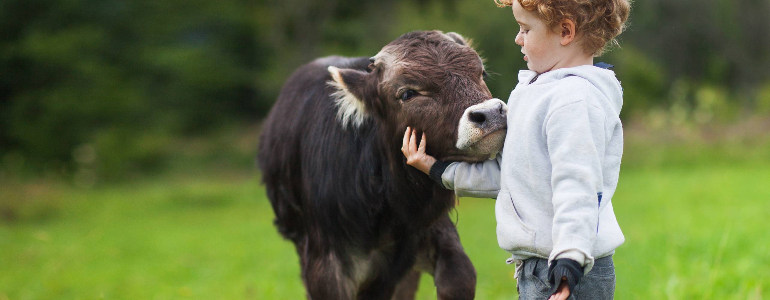 pojke och kalv på fältet, lockigt hår, Brown bull, vit kaukasiska ansikte, våren sommarmorgon, grön bakgrund
