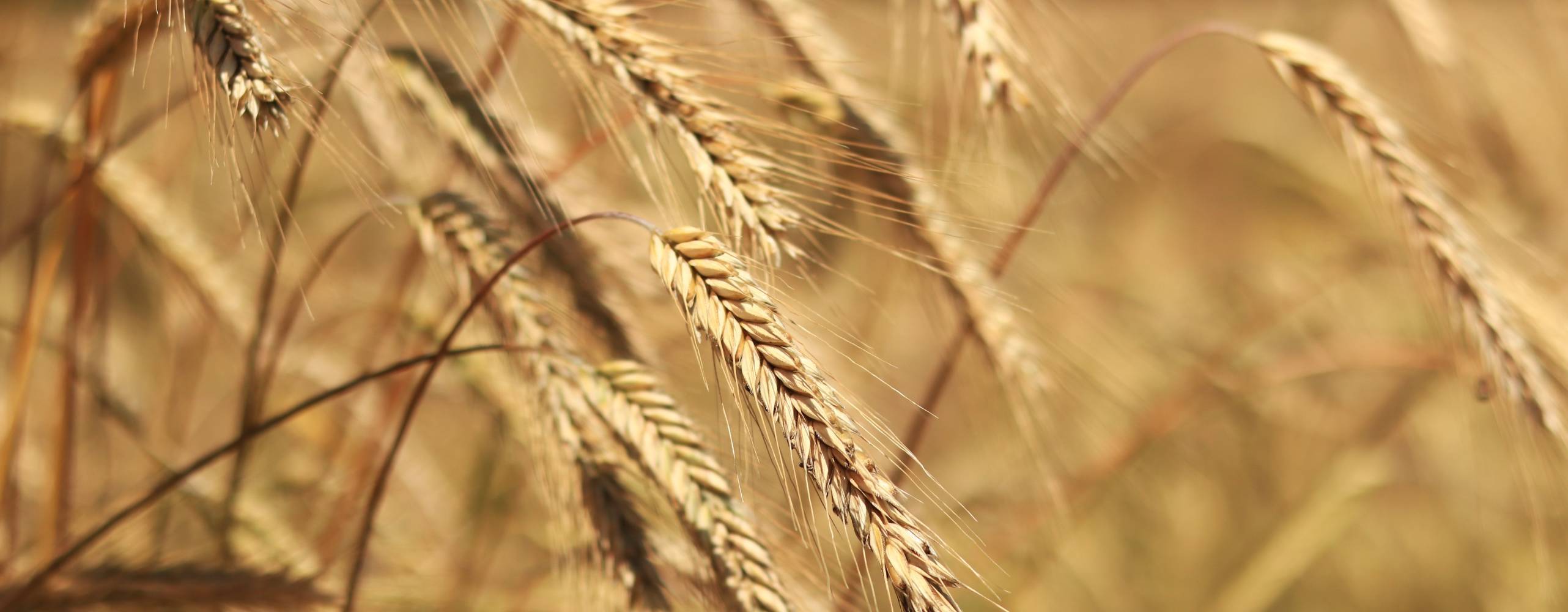 Ears of rye close up with selective focus. Grain ripening on the field. Field of rye. Agriculture. Rural landscape. Concept of growing grain harvest