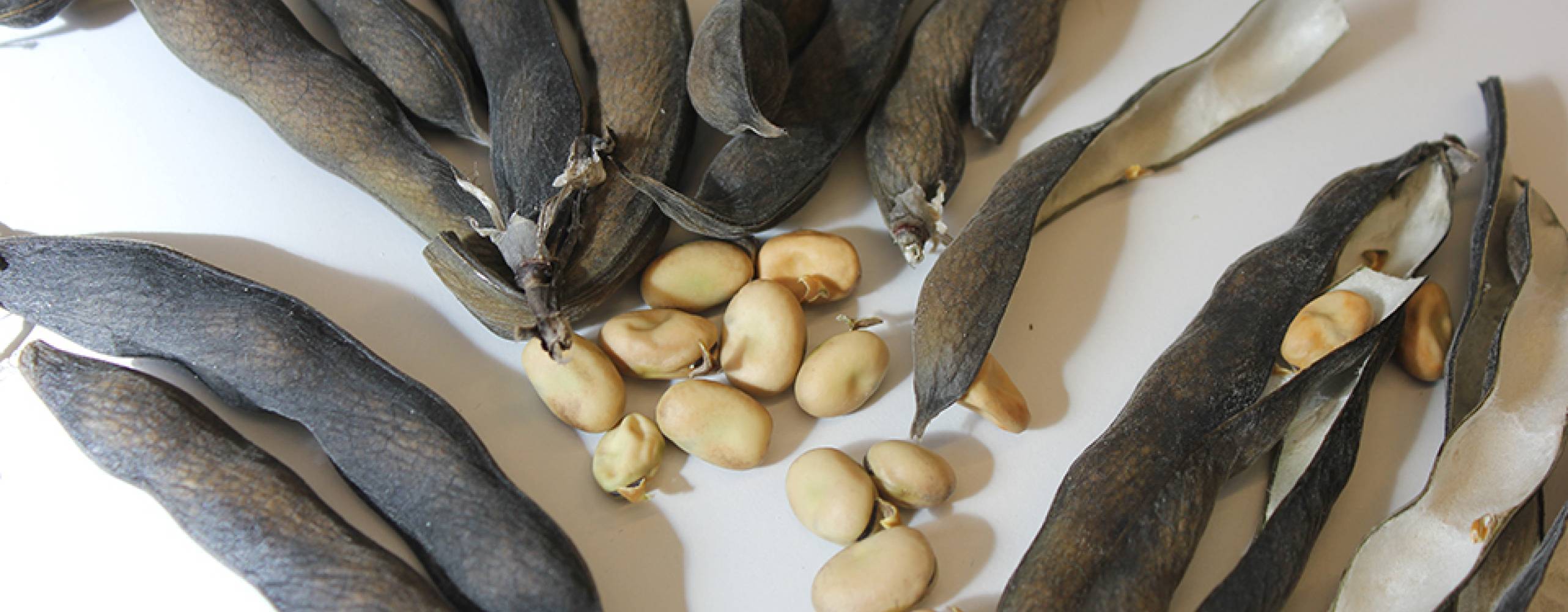 Mogna åkerbönor på ett vitt bord