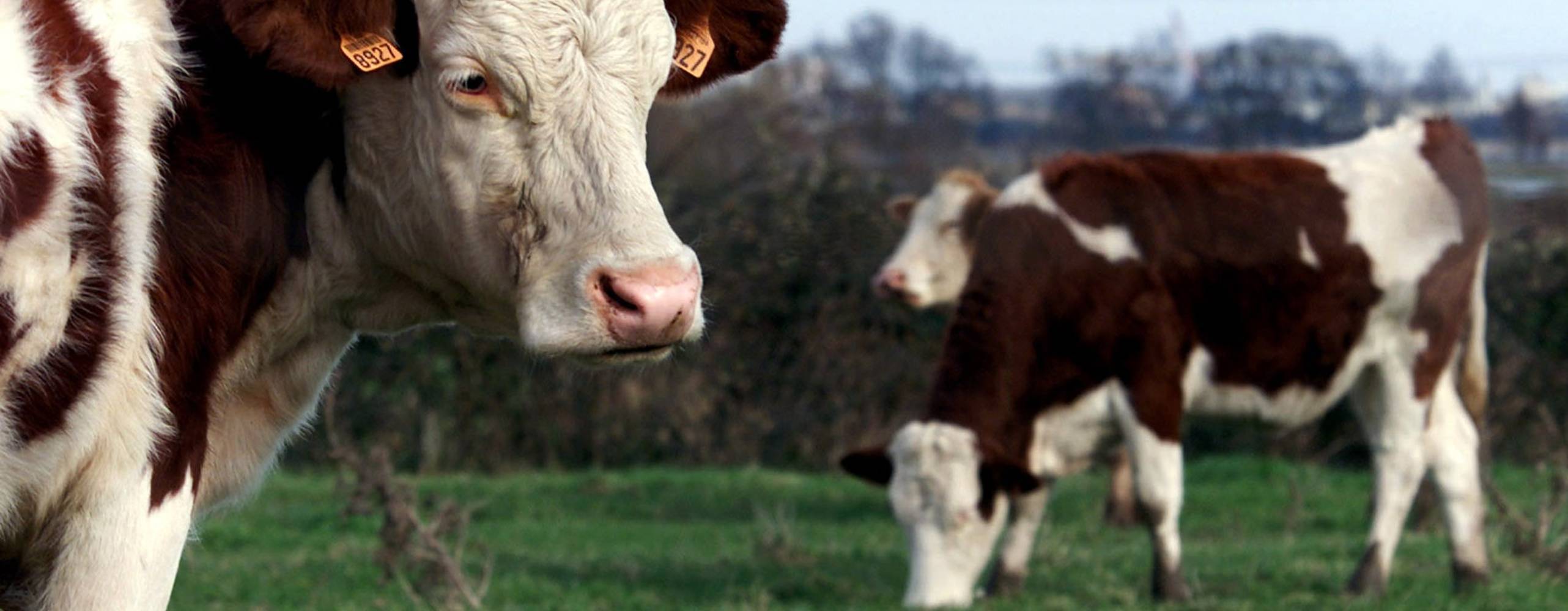 Ko i livsmedelsindustrin som betar på ett fält nära Chalon-sur-Saône, Frankrike.
